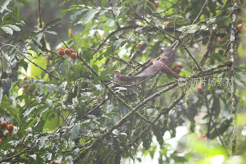 杜鹃鸽:成年小杜鹃鸽(Macropygia ruficeps)。